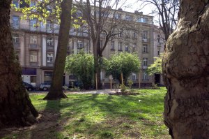 compost au pied des platantes